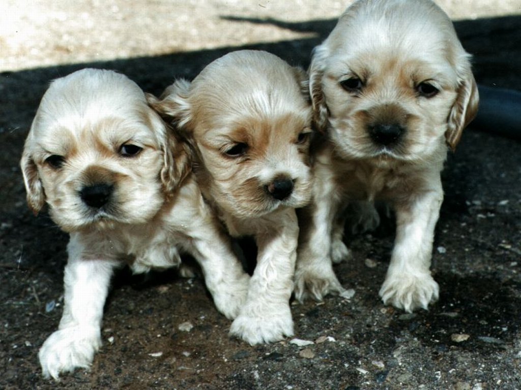 Fonds d'cran Animaux Chiens 