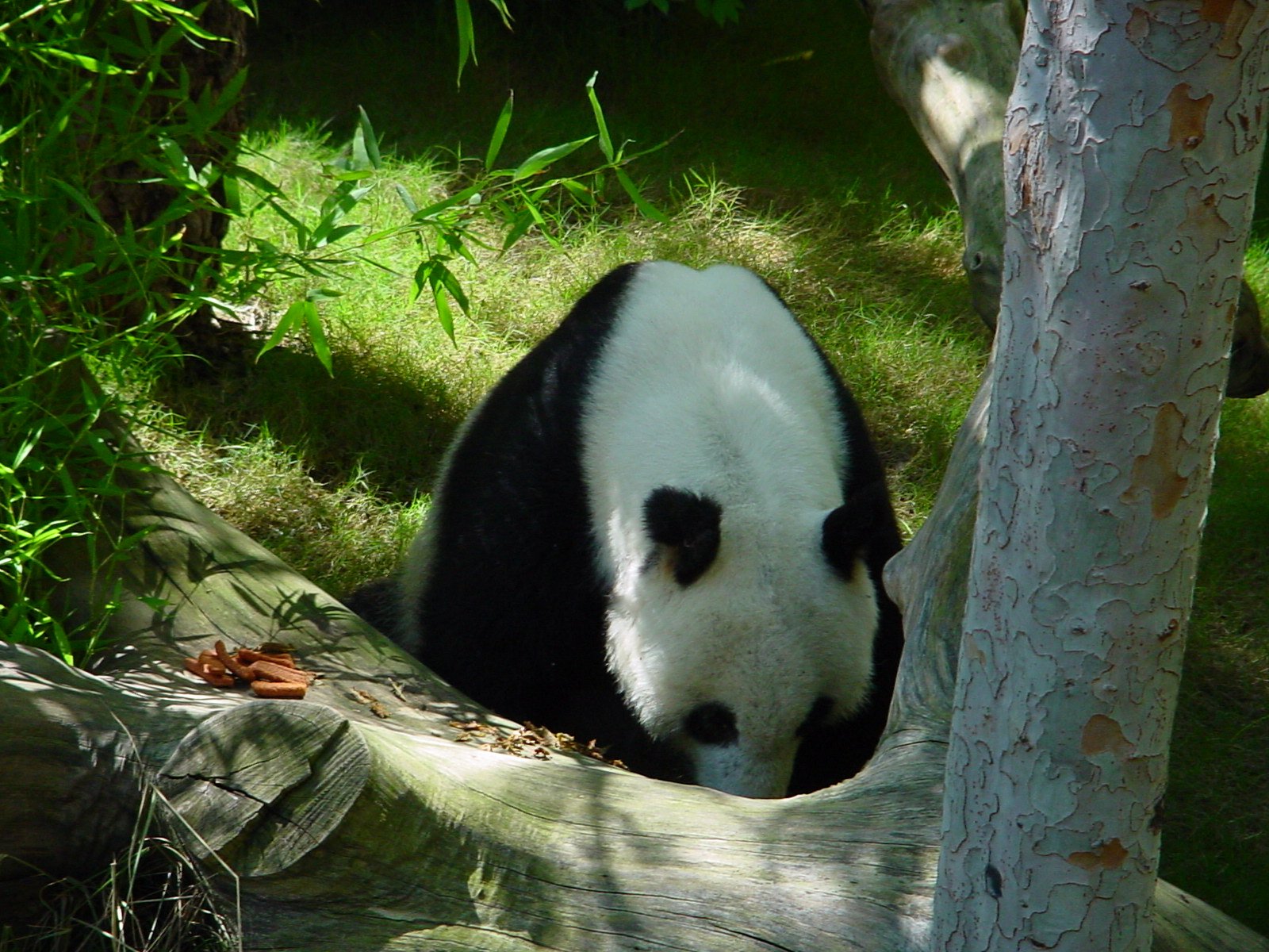 Wallpapers Animals Pandas 