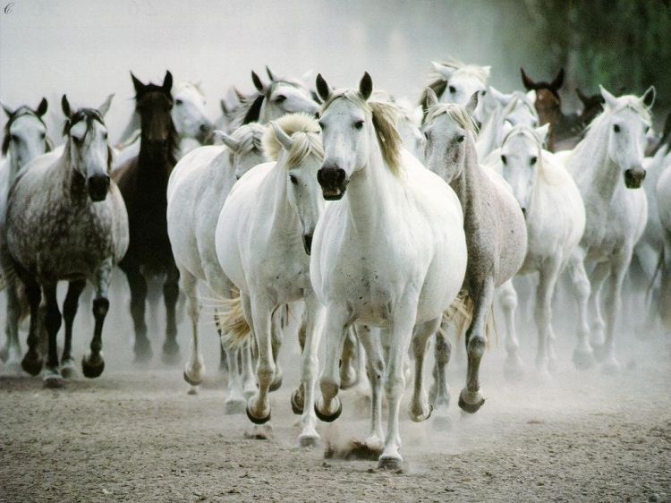 Fonds d'cran Animaux Chevaux Wallpaper N38681