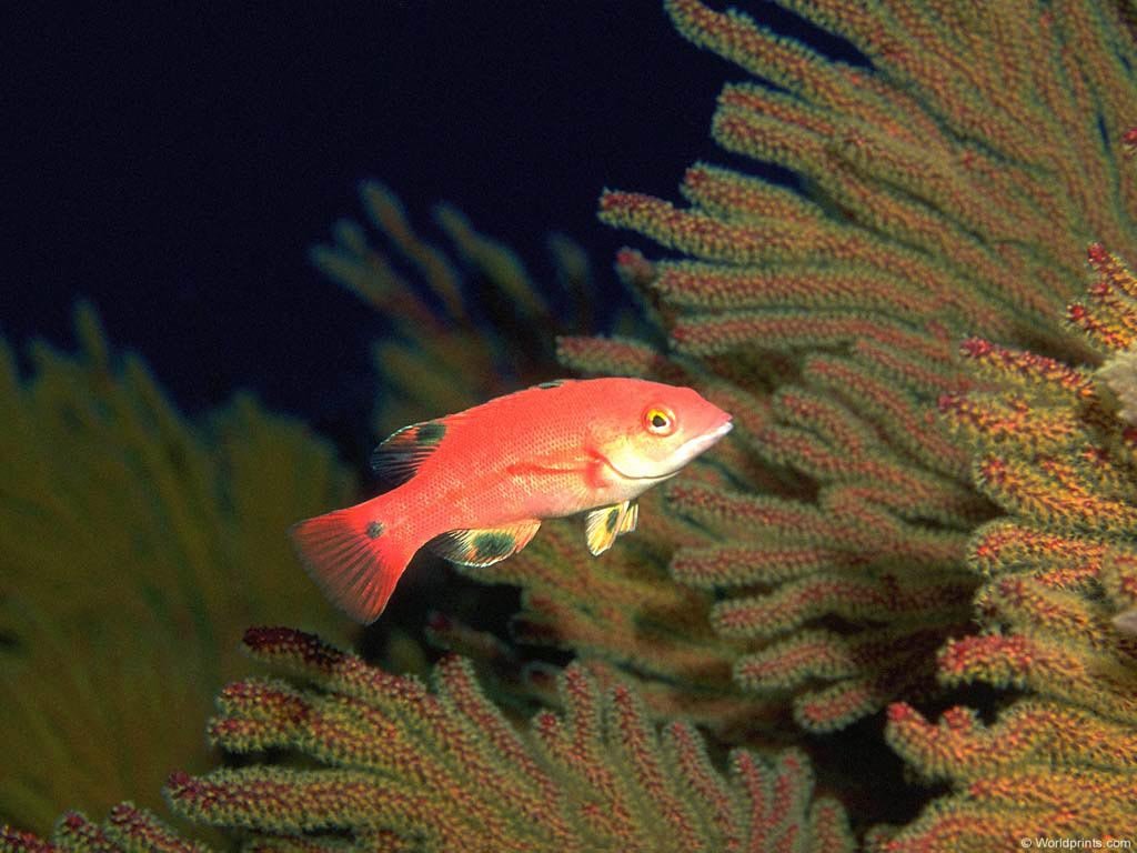 Fonds d'cran Animaux Vie marine - Poissons 