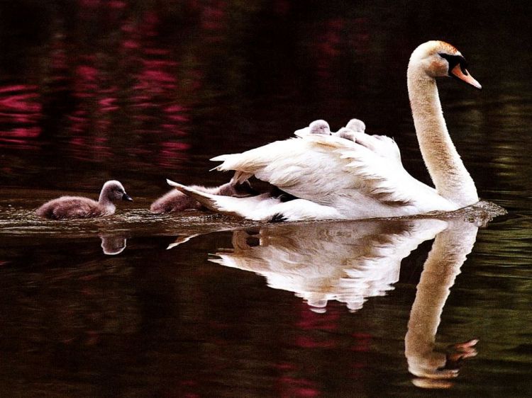 Wallpapers Animals Birds - Swans Wallpaper N39064