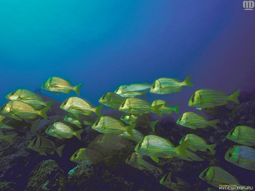 Fonds d'cran Animaux Vie marine - Poissons 