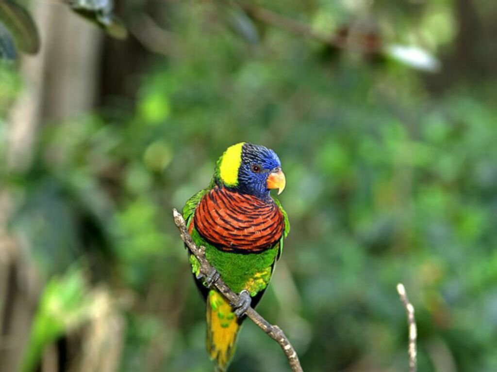 Fonds d'cran Animaux Oiseaux - Perroquets 