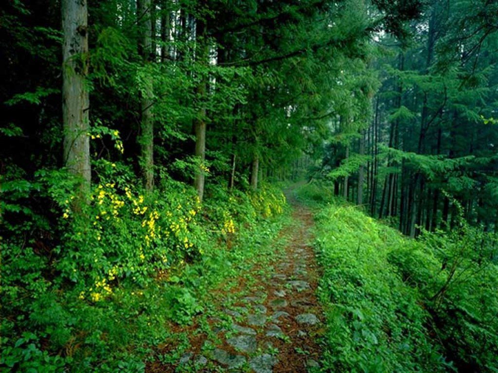 Fonds d'cran Nature Arbres - Forts 