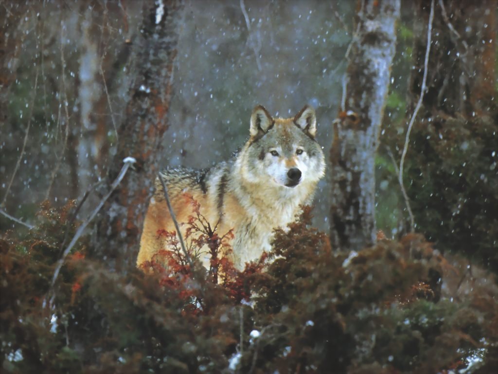 Wallpapers Animals Wolves 