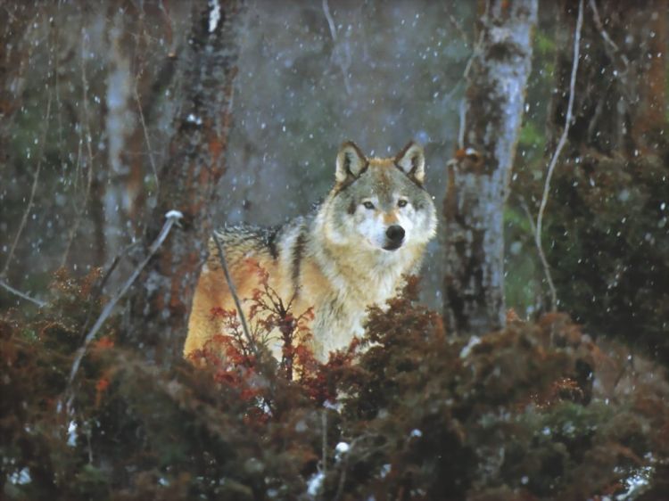 Wallpapers Animals Wolves Wallpaper N38900