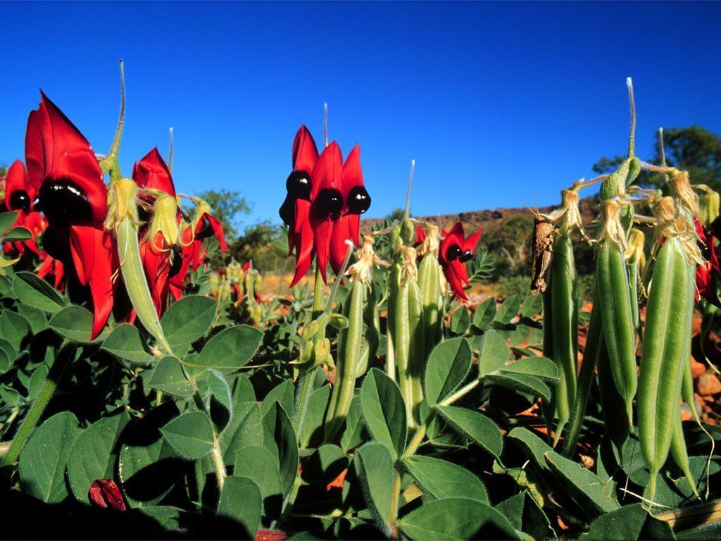 Fonds d'cran Nature Fleurs 