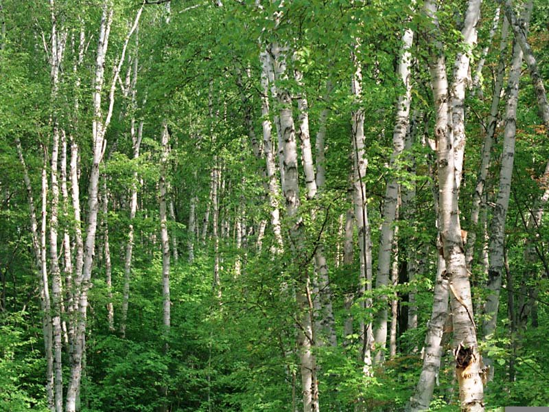 Fonds d'cran Nature Arbres - Forts 