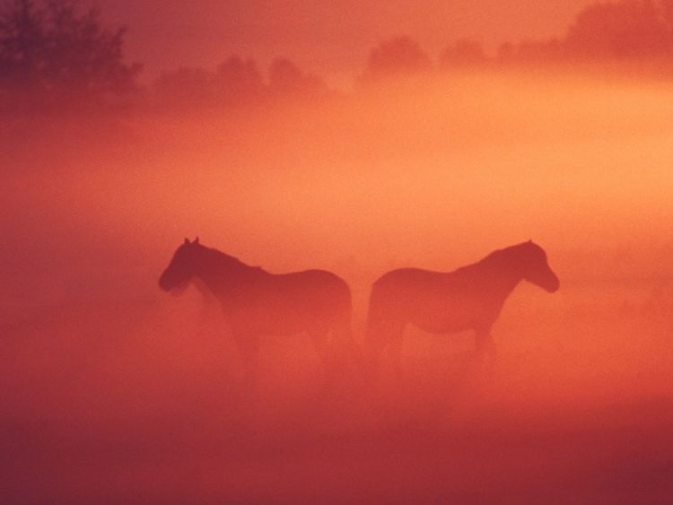 Fonds d'cran Animaux Chevaux Wallpaper N38673