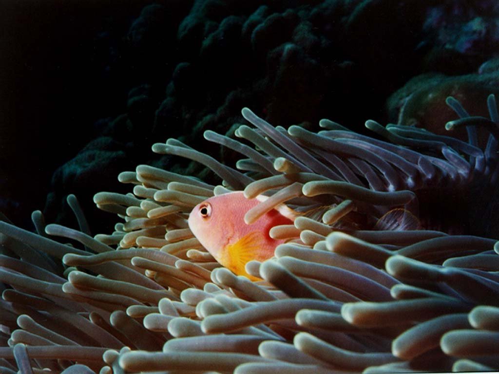 Fonds d'cran Animaux Vie marine - Anmones 