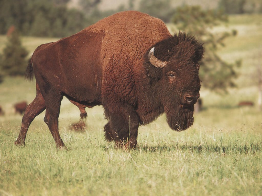 Wallpapers Animals Buffalo 