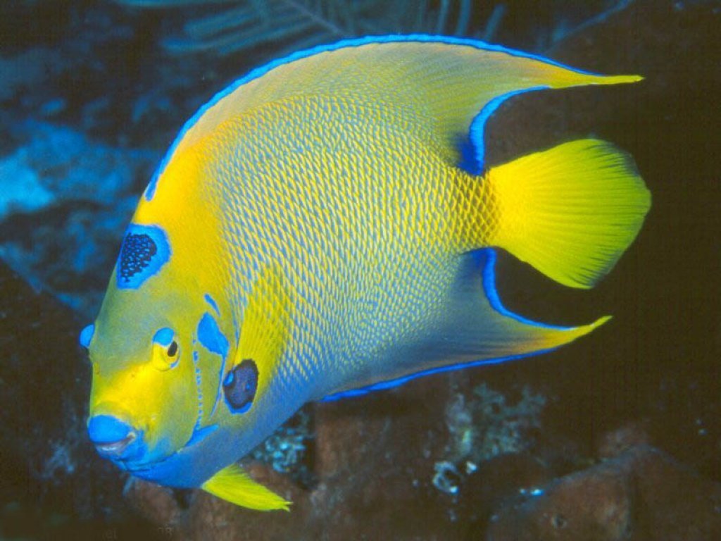 Fonds d'cran Animaux Vie marine - Poissons 