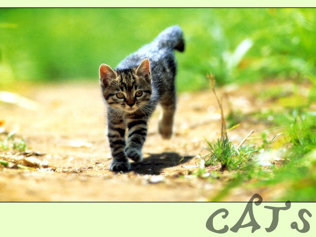 Fonds d'cran Animaux Chats - Chatons 