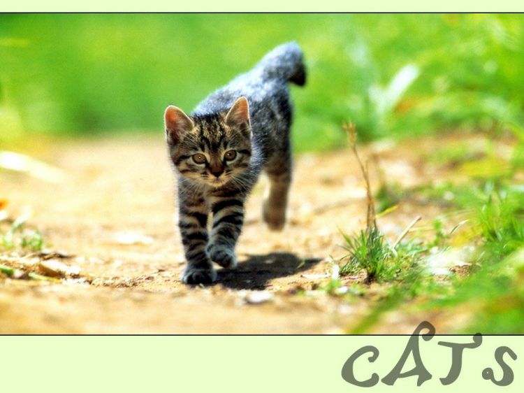 Fonds d'cran Animaux Chats - Chatons Wallpaper N38661