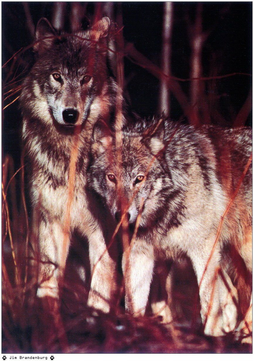 Fonds d'cran Animaux Loups 