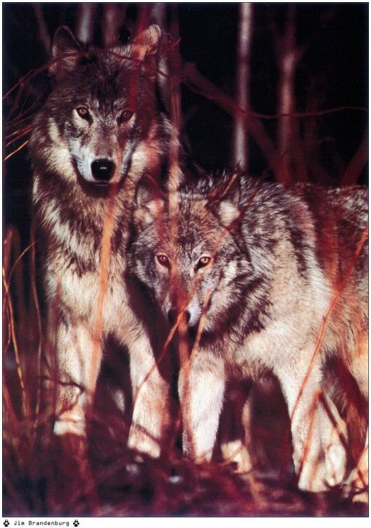 Fonds d'cran Animaux Loups Wallpaper N38922