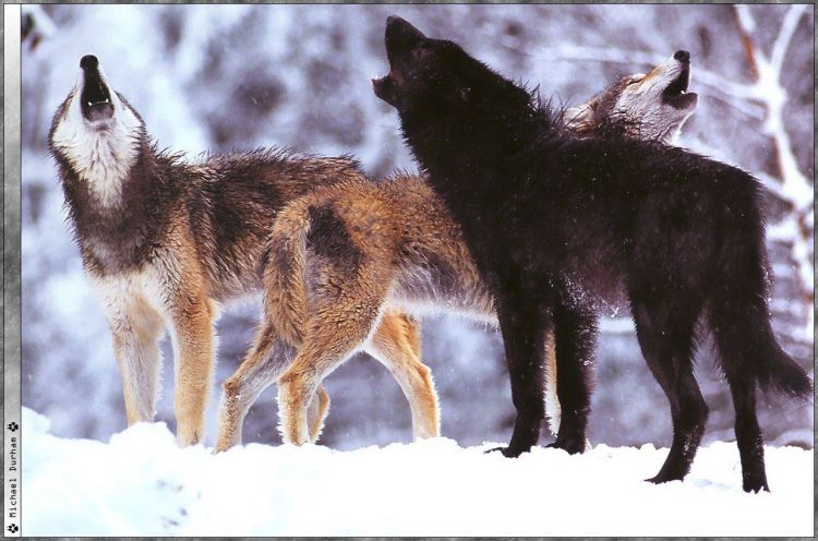 Fonds d'cran Animaux Loups Wallpaper N38936