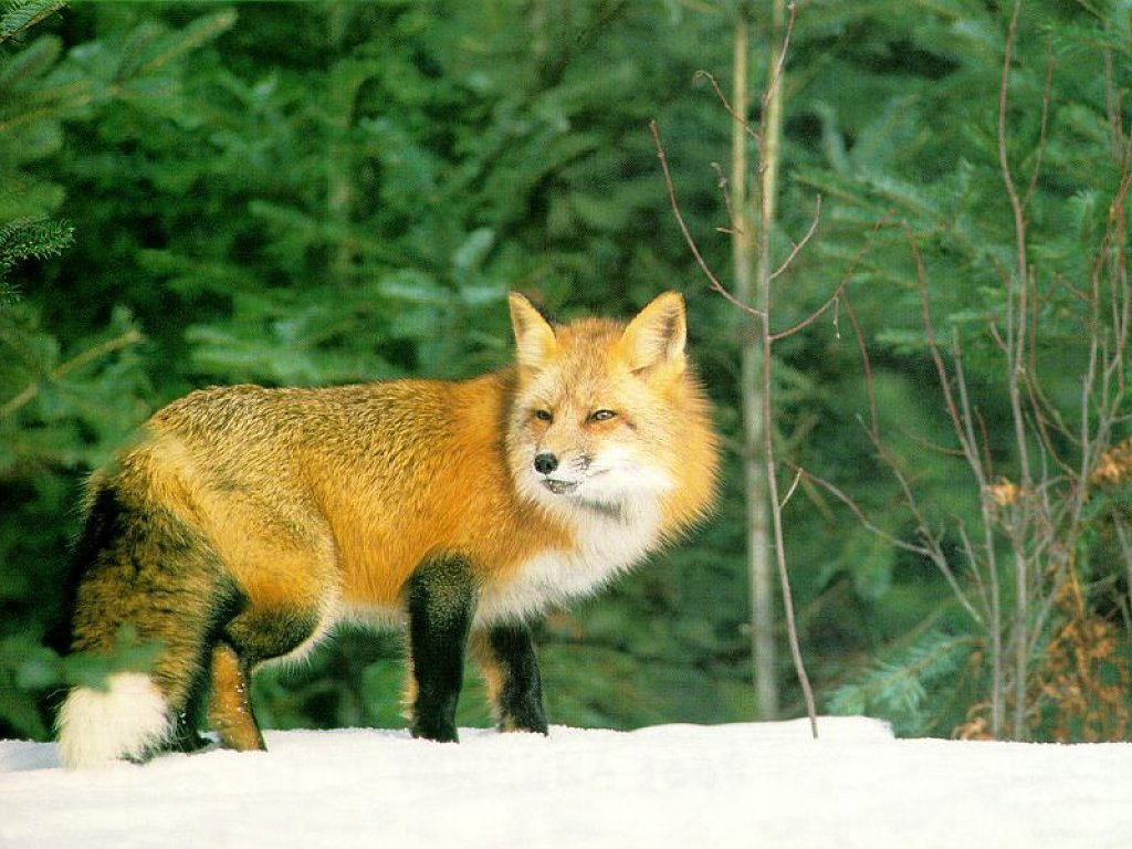 Wallpapers Animals Foxes 