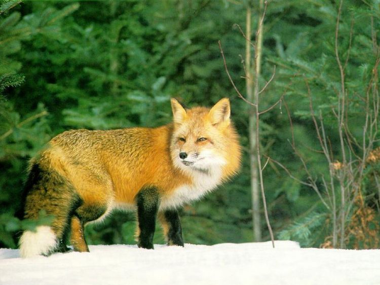 Wallpapers Animals Foxes Wallpaper N39149