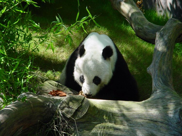 Fonds d'cran Animaux Pandas Wallpaper N39316