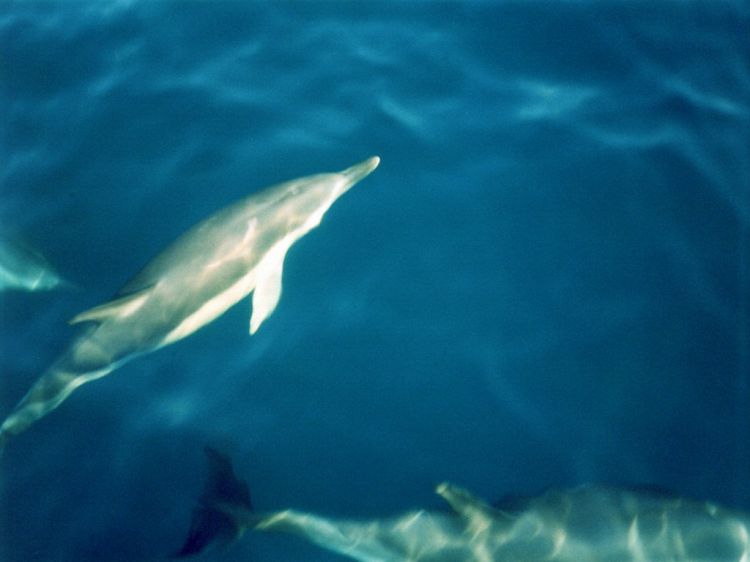 Fonds d'cran Animaux Vie marine - Dauphins Wallpaper N38729