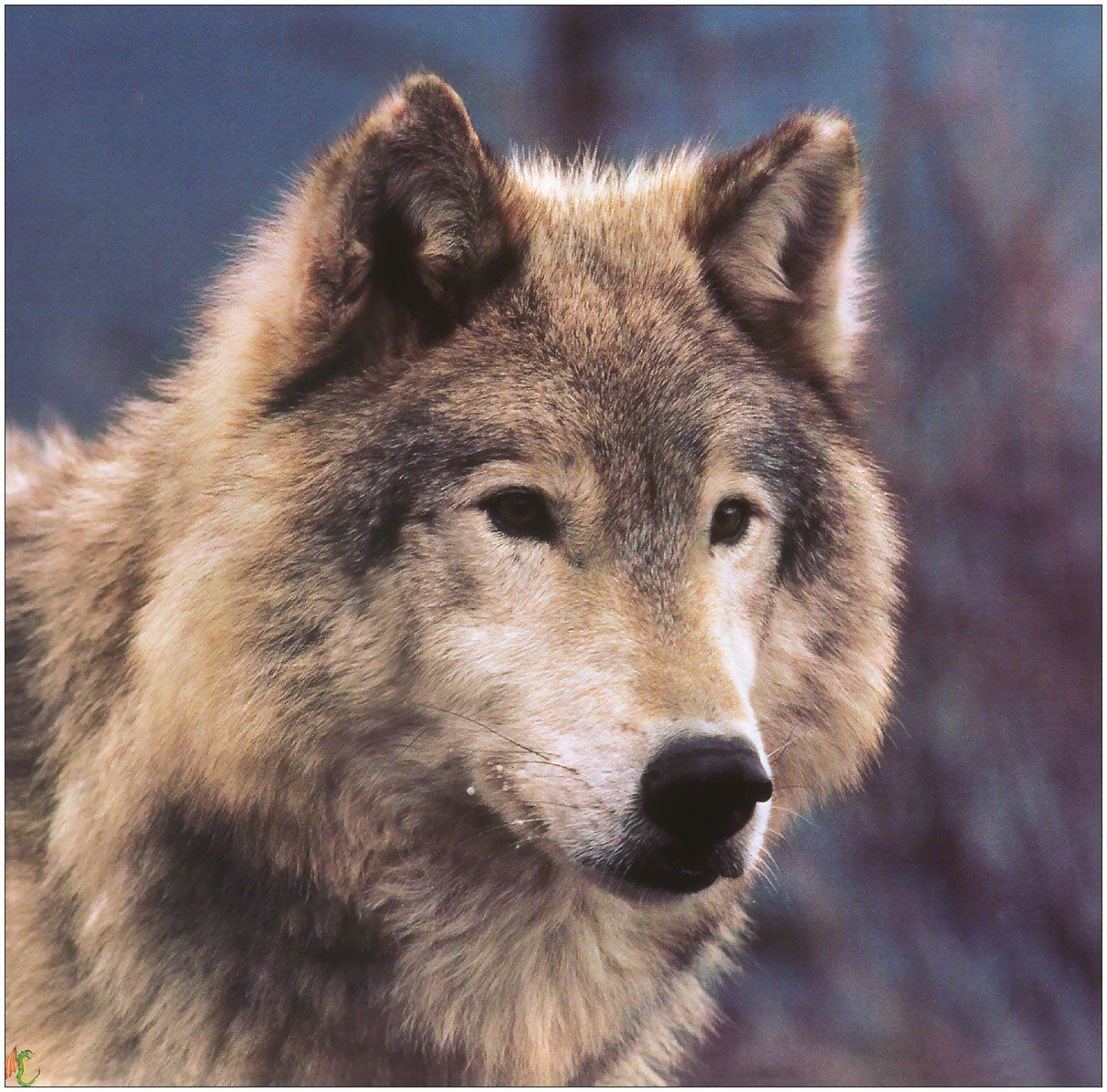 Wallpapers Animals Wolves 