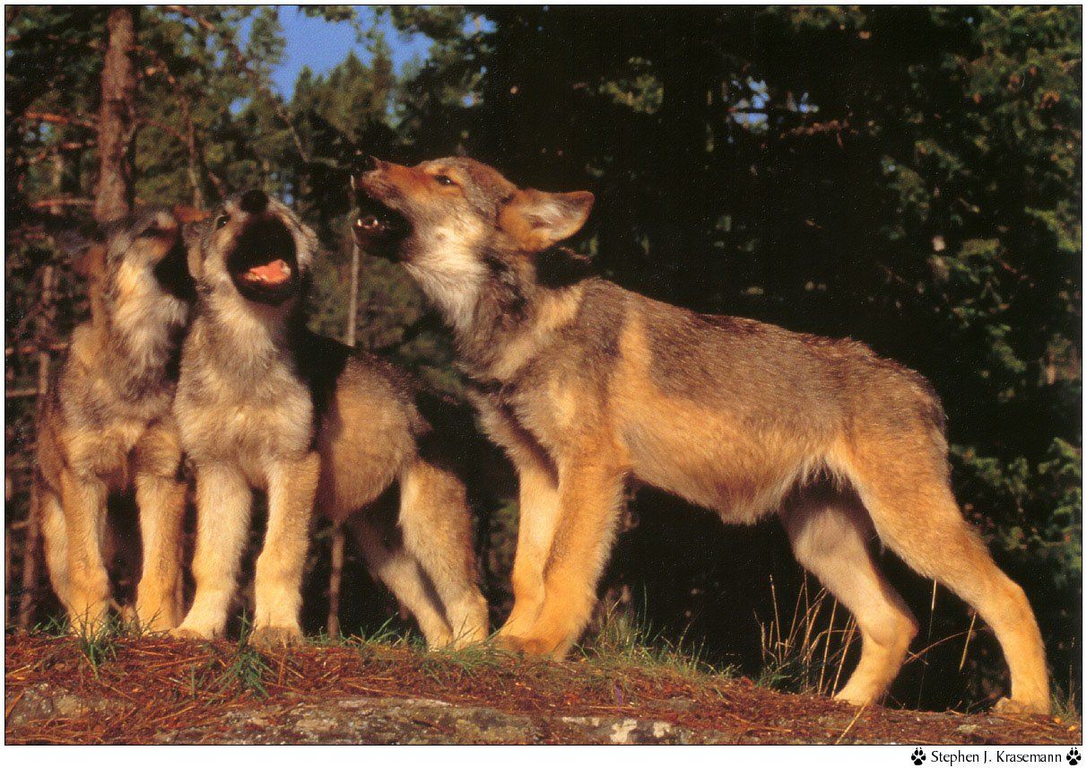 Fonds d'cran Animaux Loups 