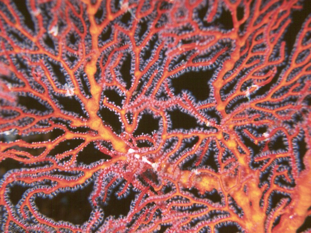 Wallpapers Animals Sealife - Corals 