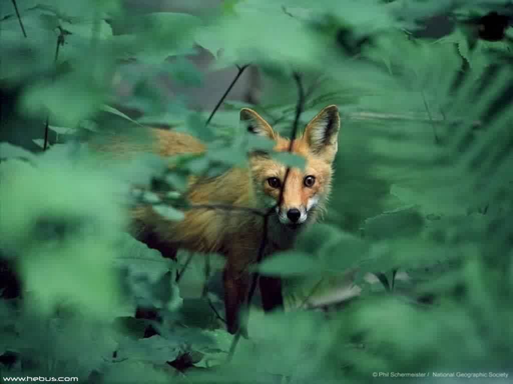 Fonds d'cran Animaux Renards 