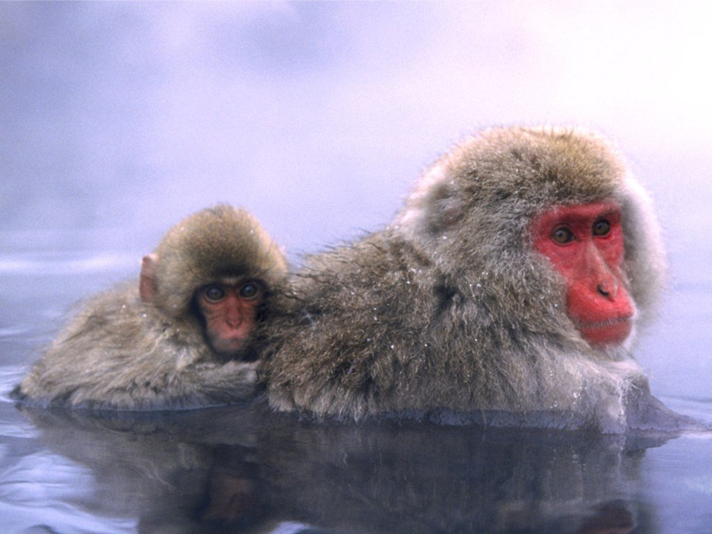 Wallpapers Animals Monkeys 