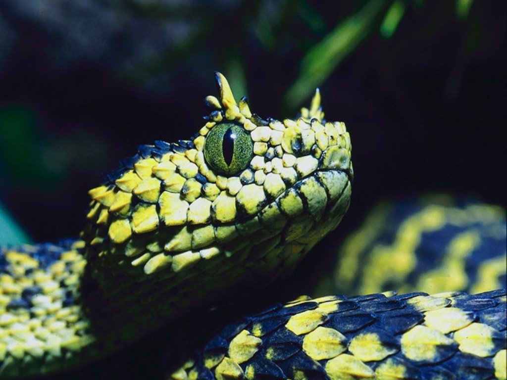 Wallpapers Animals Snakes 