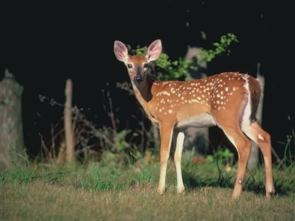 Wallpapers Animals Cervids 