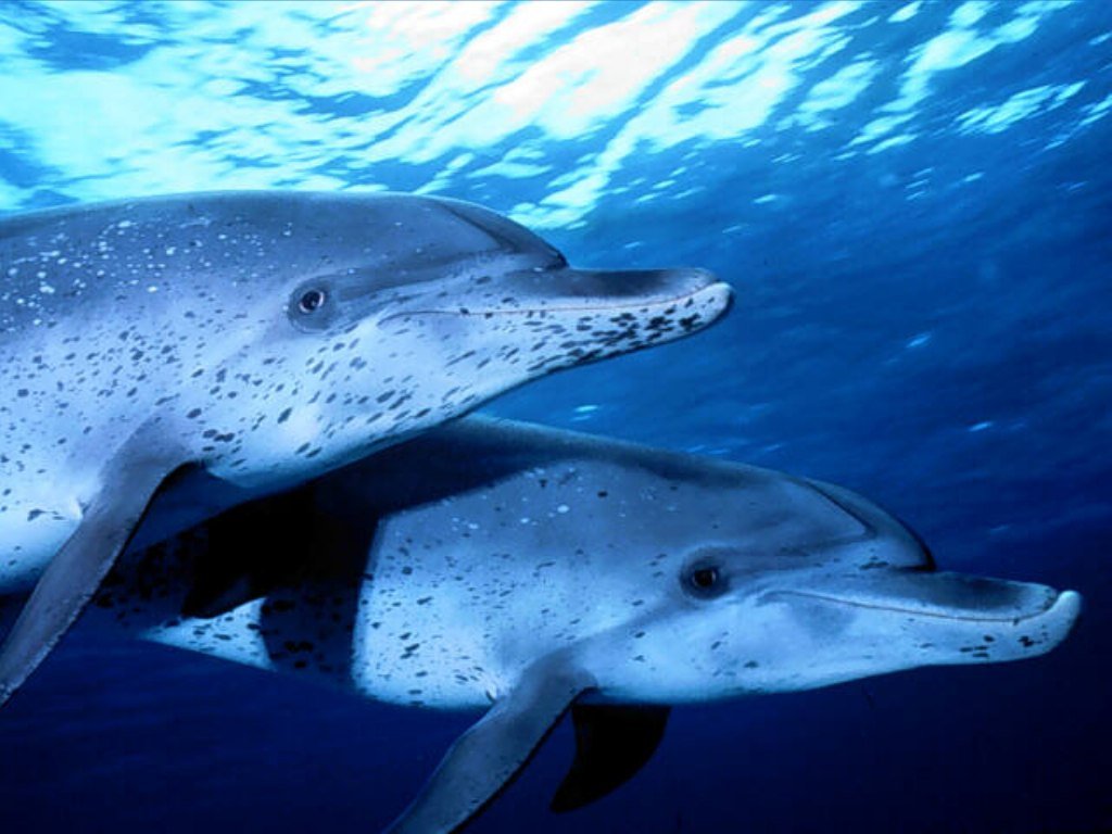 Fonds d'cran Animaux Vie marine - Dauphins 