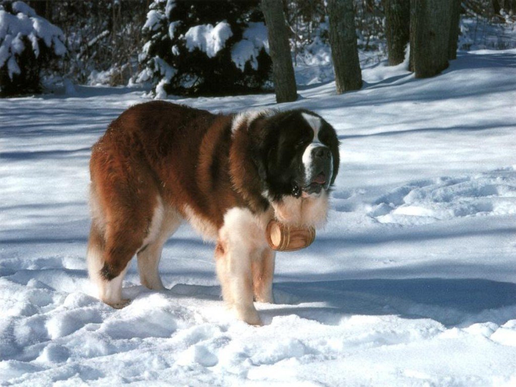 Fonds d'cran Animaux Chiens 