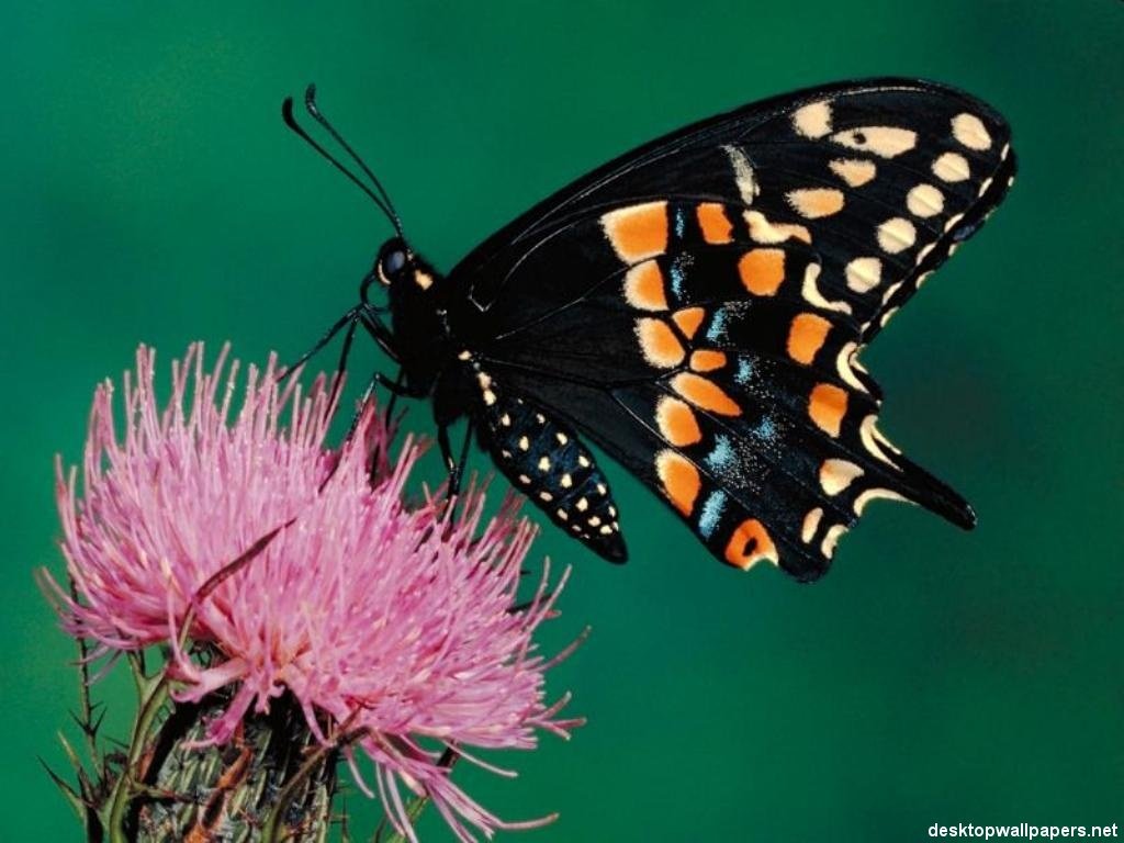 Fonds d'cran Animaux Insectes - Papillons 