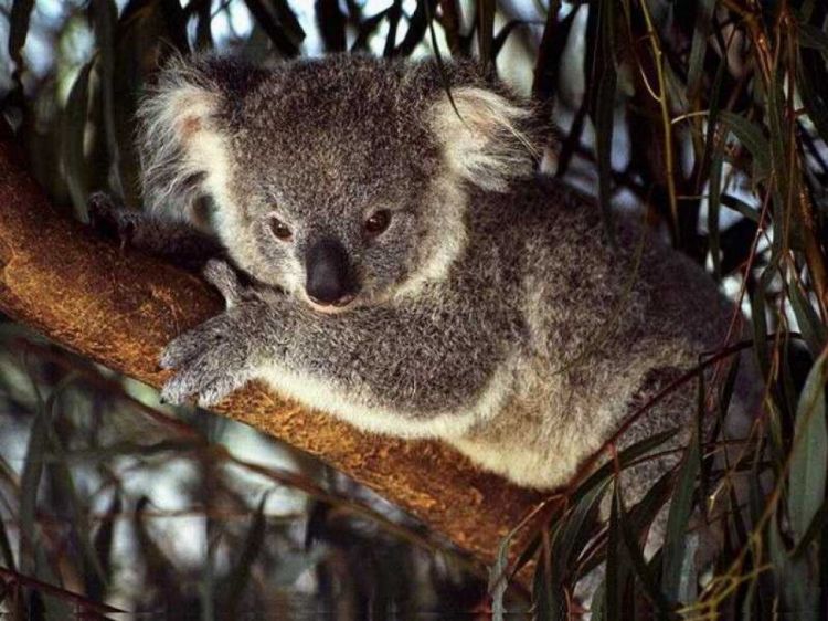 Fonds d'cran Animaux Koalas Wallpaper N38823