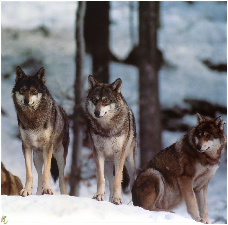 Fonds d'cran Animaux Loups Wallpaper N38983