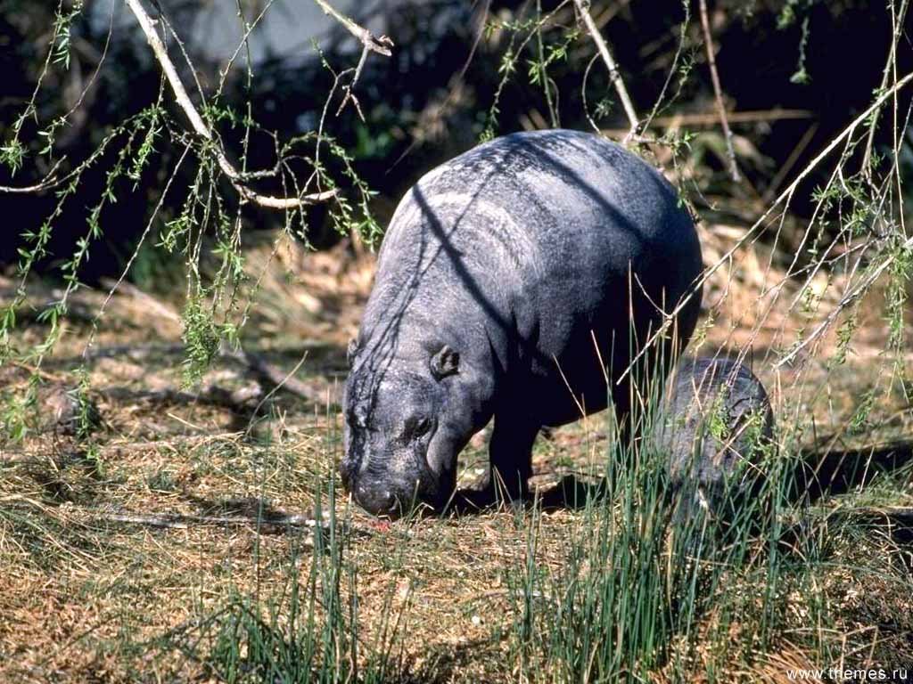 Fonds d'cran Animaux Hippopotames 