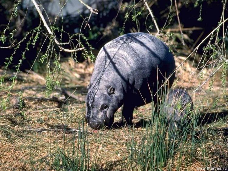 Fonds d'cran Animaux Hippopotames Wallpaper N38807