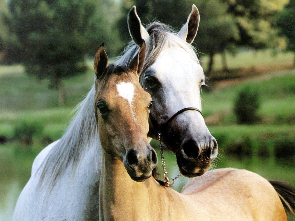 Fonds d'cran Animaux Chevaux 