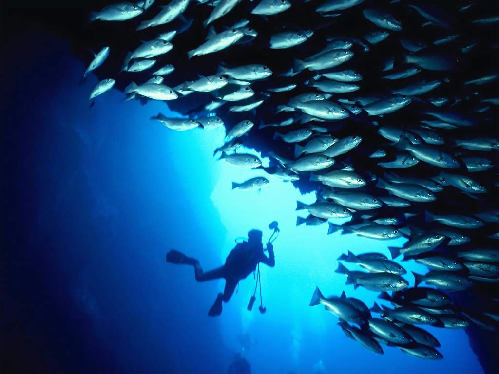 Fonds d'cran Animaux Vie marine - Poissons 