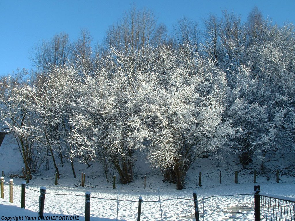 Fonds d'cran Nature Arbres - Forts 