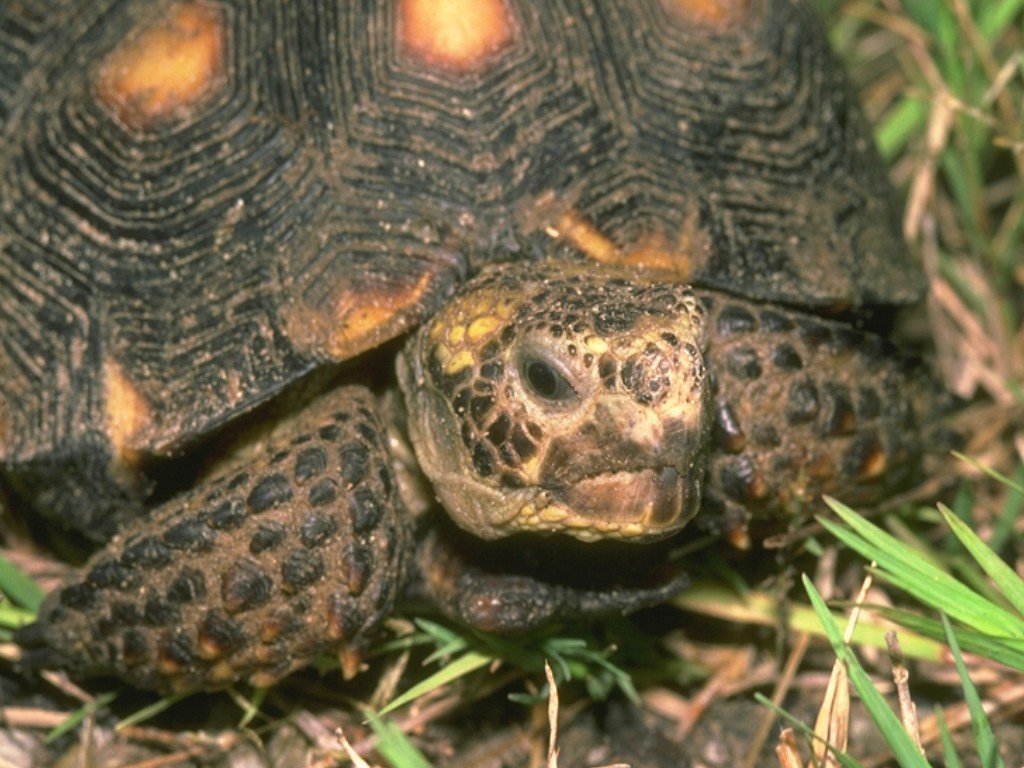 Fonds d'cran Animaux Tortues 