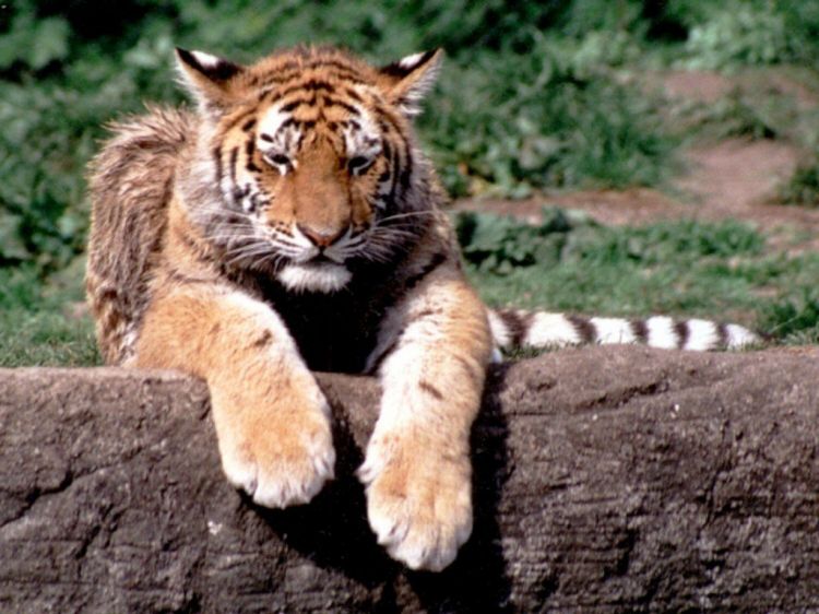 Fonds d'cran Animaux Flins - Tigres Wallpaper N39234