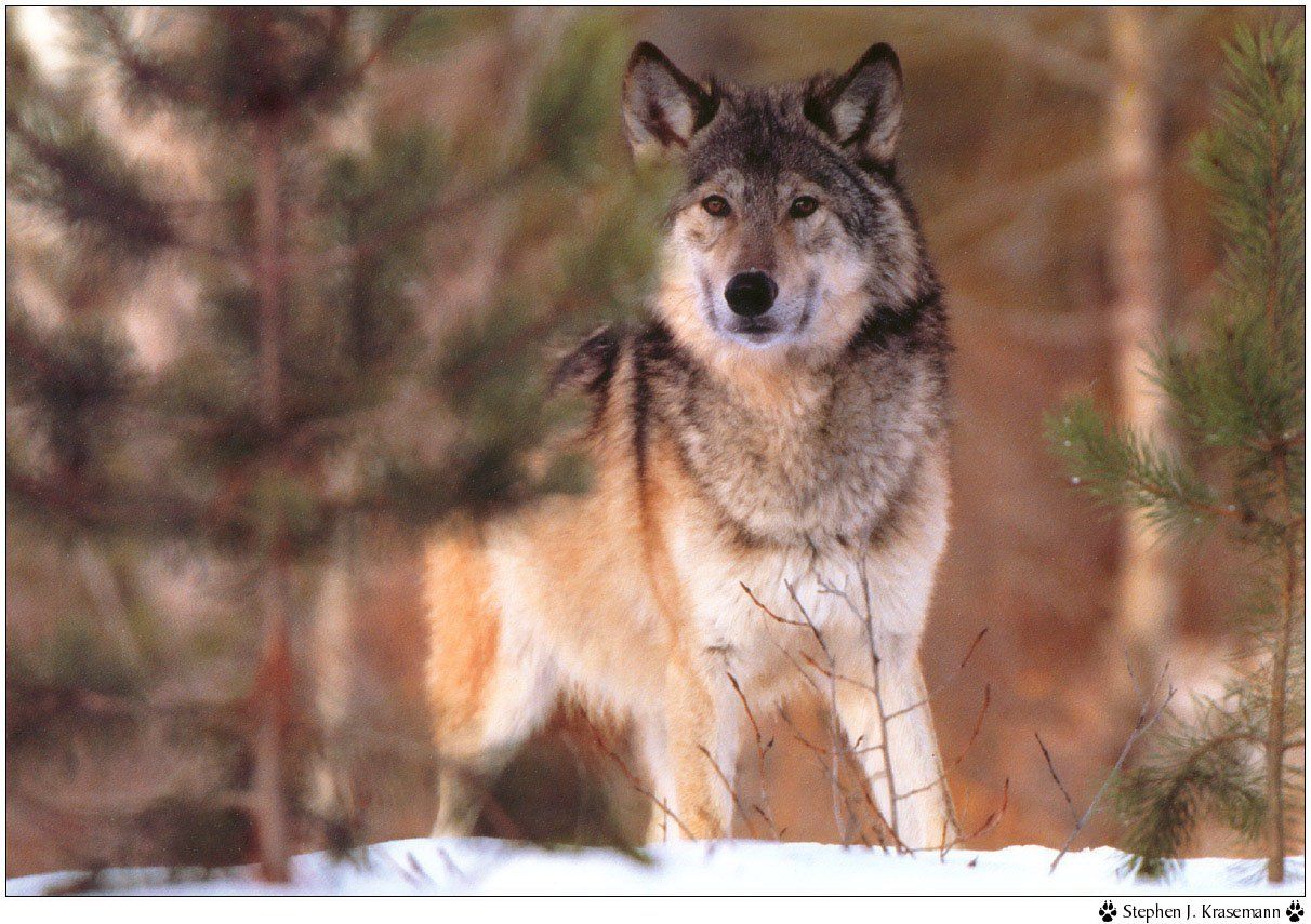 Wallpapers Animals Wolves 