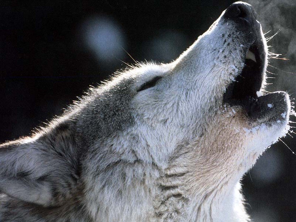 Wallpapers Animals Wolves 