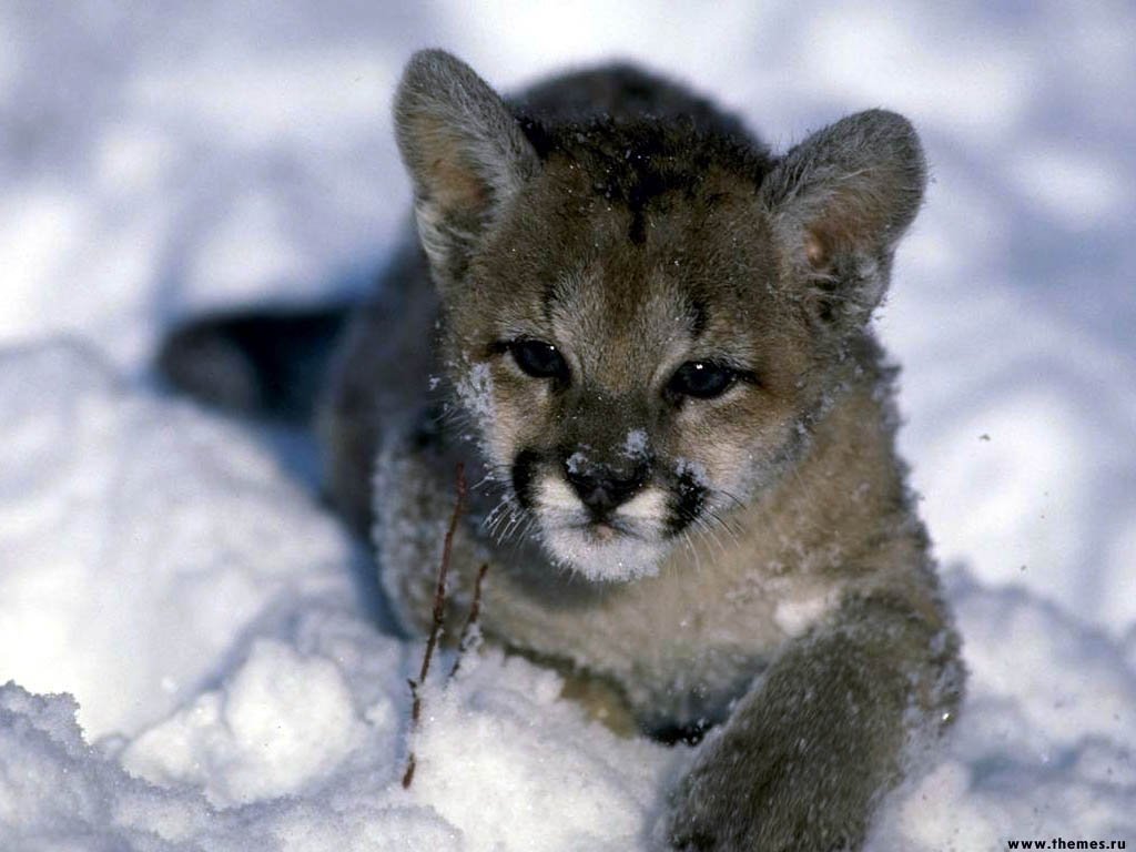 Fonds d'cran Animaux Flins - Pumas 