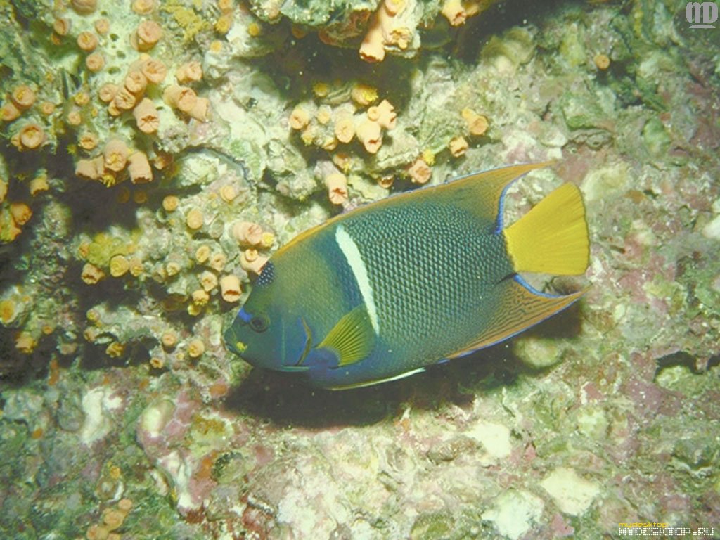 Fonds d'cran Animaux Vie marine - Poissons 