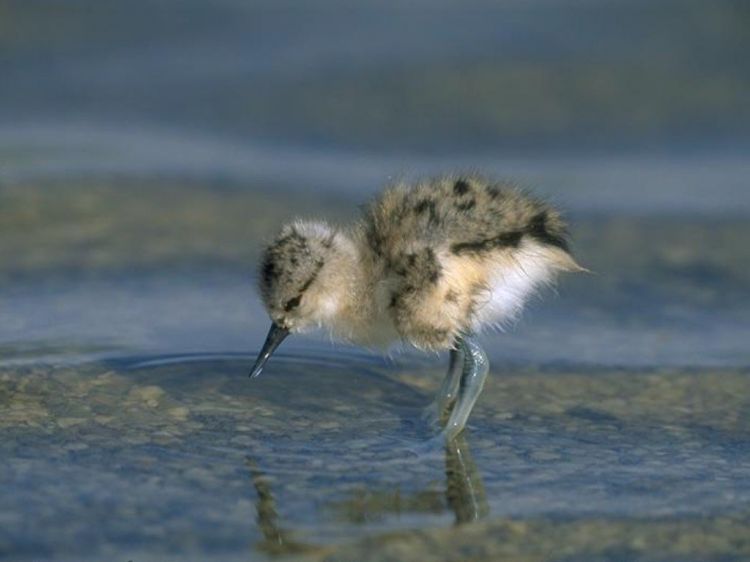 Fonds d'cran Animaux Oiseaux - Divers Wallpaper N39044