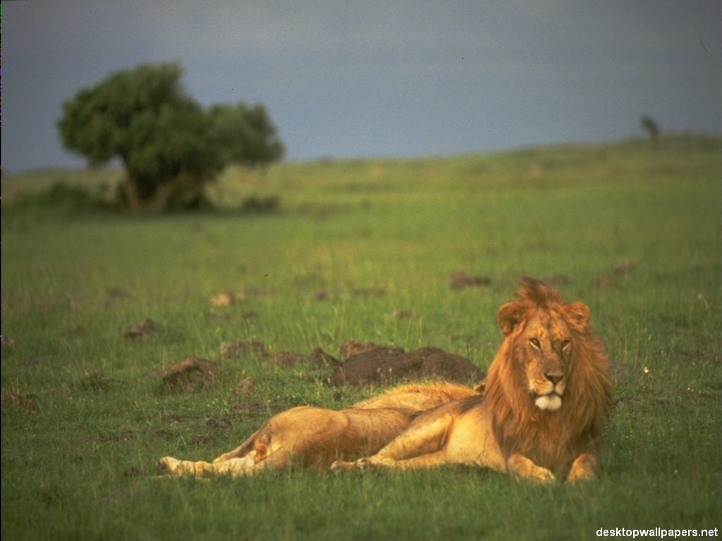 Fonds d'cran Animaux Flins - Lions 